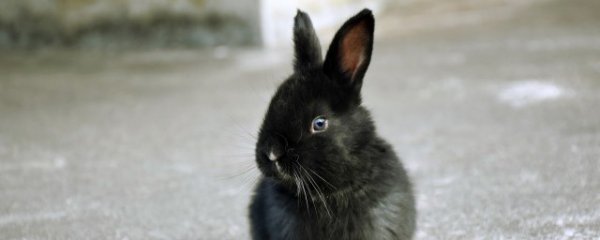 兔子本命年可以养狗吗