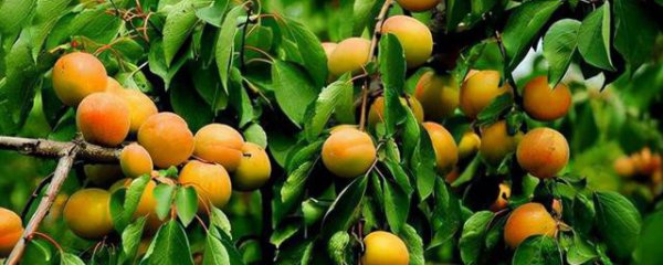 敦煌有哪些特产