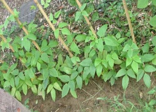 长豆的种植方法和时间