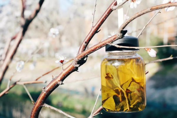 阿里山茶属于什么茶