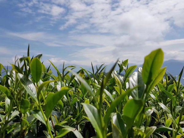 阿里山茶属于什么茶