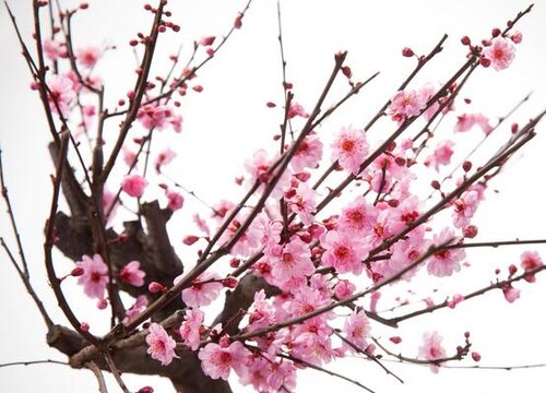 梅花树怎么修剪方法
