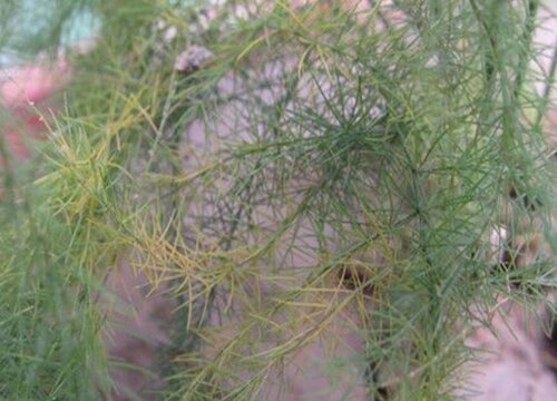 文竹移栽注意事项