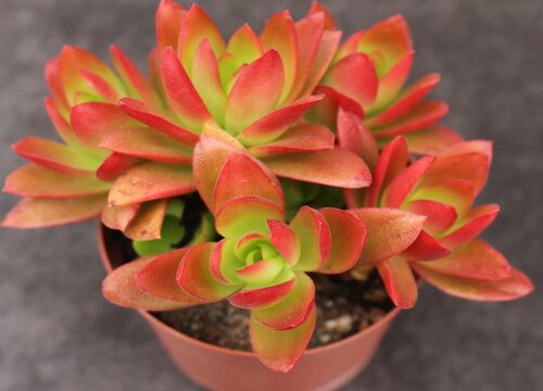 多肉火祭的繁殖方法和注意事项