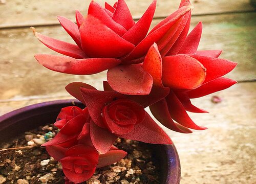 多肉火祭的繁殖方法和注意事项