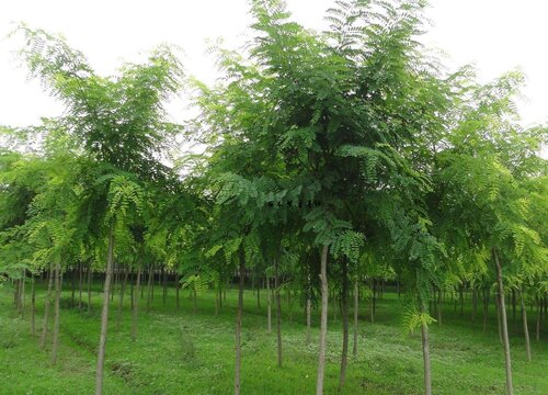 槐树适合种在院子里吗