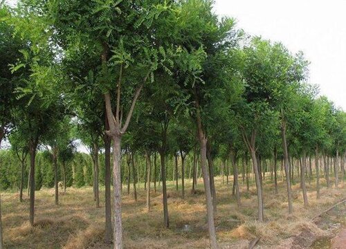 槐树适合种在院子里吗