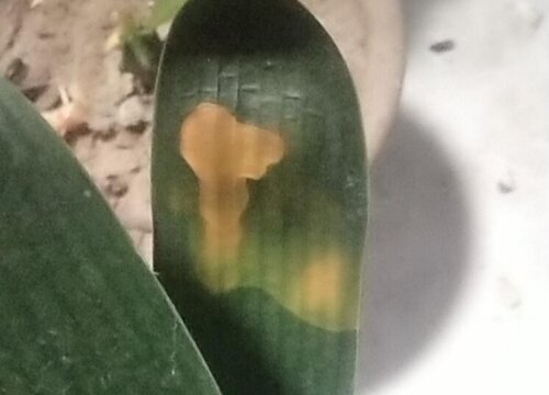 君子兰黄叶怎么办