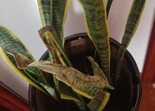 君子兰黄叶怎么办