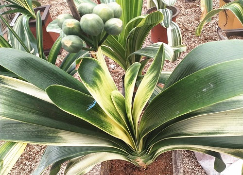 君子兰黄叶怎么办