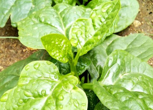 南方蔬菜有哪些