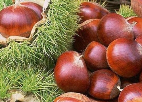 板栗是热性还是凉性