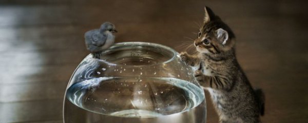 十姐妹鸟怎么繁殖快