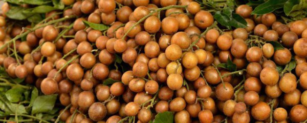 黄皮果晒干怎么保存