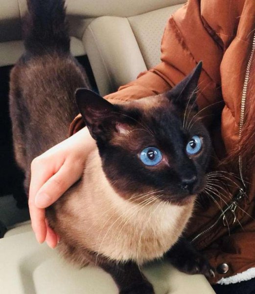 养暹罗猫的禁忌