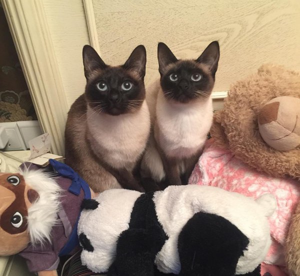 养暹罗猫的禁忌