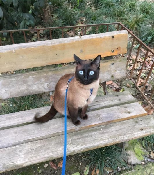 养暹罗猫的禁忌