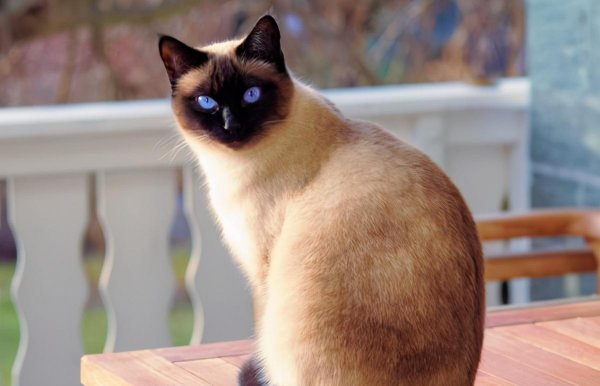 养暹罗猫的禁忌