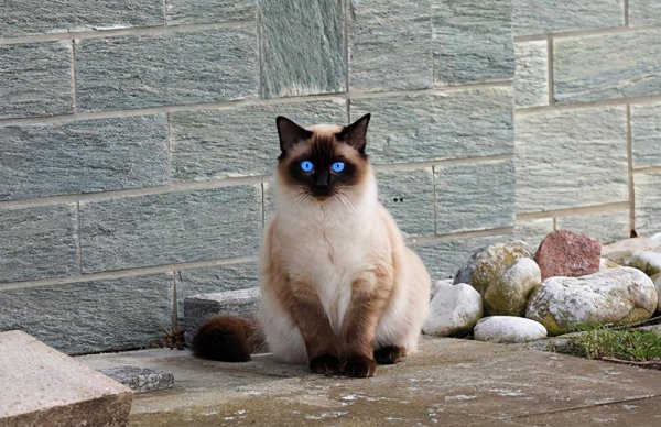 养暹罗猫的禁忌