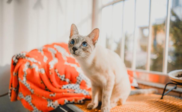 养暹罗猫的禁忌