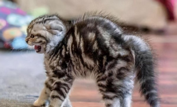 打了猫咪会恨主人吗