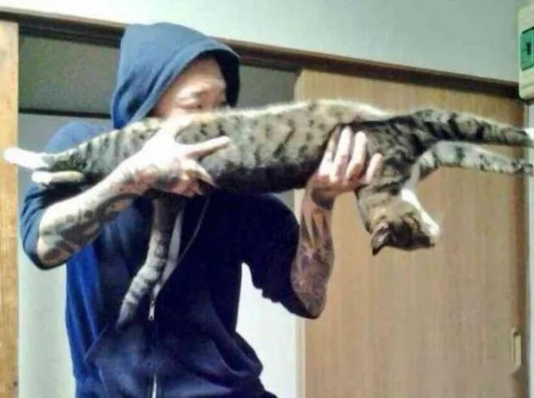 打了猫咪会恨主人吗