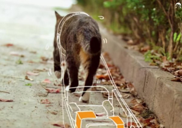 打了猫咪会恨主人吗