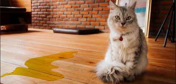 打了猫咪会恨主人吗