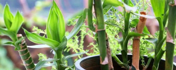 厨房放什么摆件招财