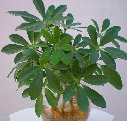 鸭掌木水培生根方法