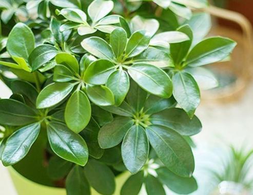 鸭掌木水培生根方法