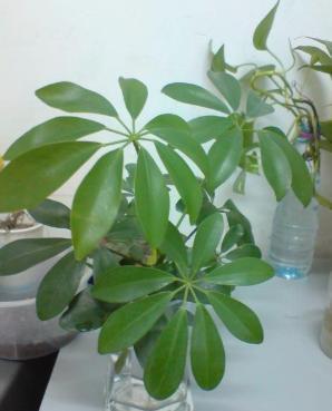 鸭掌木水培生根方法