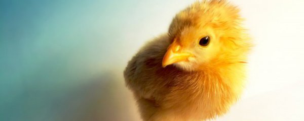 小鸡能不能带上动车