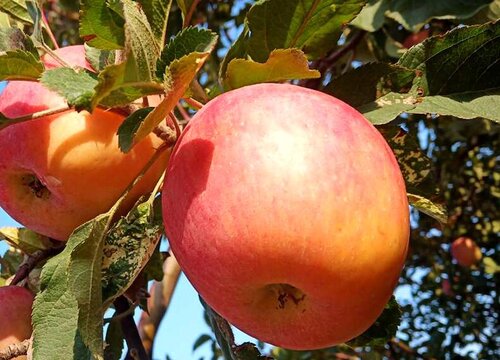寒富苹果几年结果实