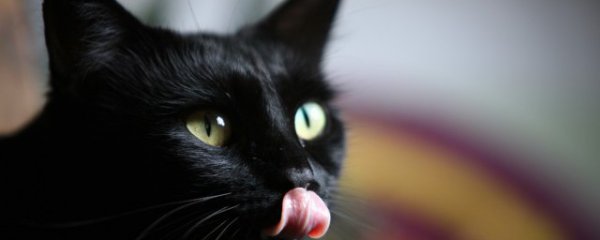 母猫发情了怎么办