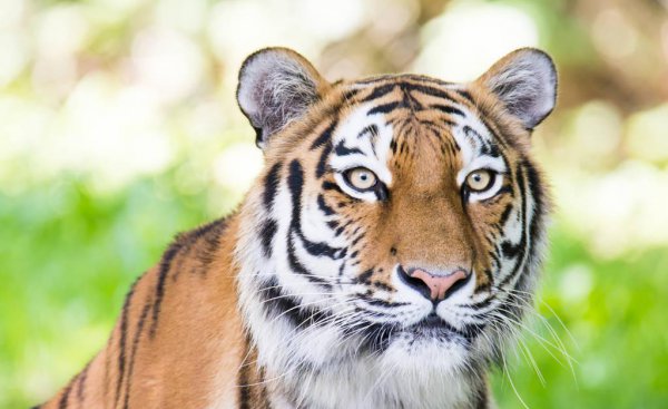 老虎的别称都有什么美名