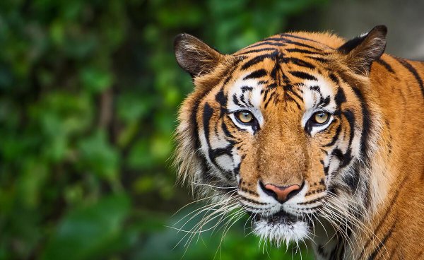 老虎的别称都有什么美名