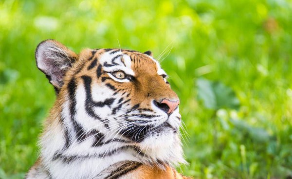 老虎的别称都有什么美名