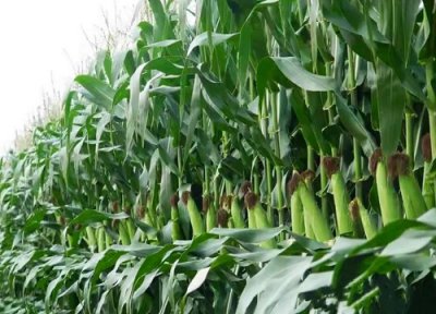 硕秋702玉米品种审定公告 硕秋702种子特征特性简介