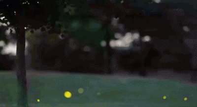 萤火虫是食肉动物吗 萤火虫以吃什么东西为主