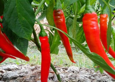 辣椒什么时候施肥施什么肥 种辣椒多久施一次肥最好
