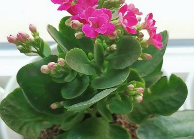 长寿花夏季不生长怎么回事 长寿花冬天不开花是什么原因