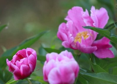 芍药花寓意 芍药花的寓意和象征