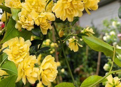 木香花的花期时间 婆婆纳花期是什么时候