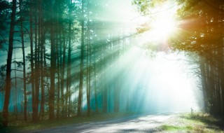 森林被称为什么 森林的别名是什么呢