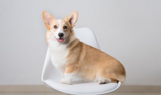 狗狗鸡肝吃多了会怎样 狗狗吃太多鸡肝会怎么样