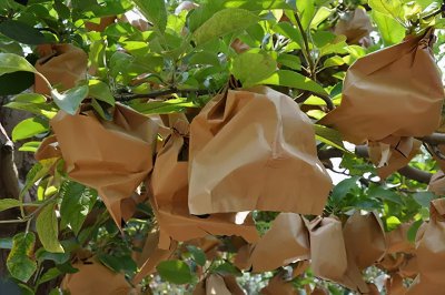 苹果树套袋后施什么化肥好 苹果套完袋什么时候追肥好