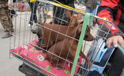 又便宜养起来又不费钱的狗 推荐七种好养又不贵的狗