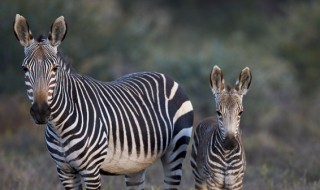 斑马吃什么东西 斑马的食物是什么