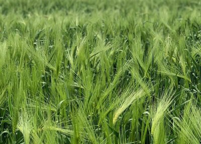 青稞和小麦区别 青稞和小麦的区别